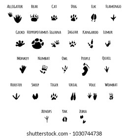 Animals, birds and people foot print vector set. Hand draw cartoon illustration isolated on a white background.