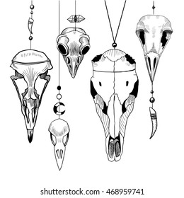 Animal's and bird's skulls.