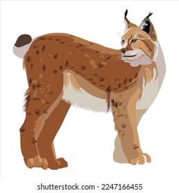 Animals of canada, Asia and America. Lynx. Isolated lynx in flat style on white background. Endangered species.