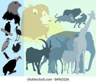 Animals collection