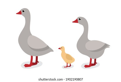 Сartoon animals collection in flat style isolated on white background: goose, gosling. 