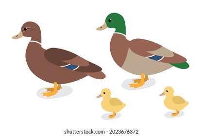 Сartoon animals collection in flat style isolated on white background: duck, drake and duckling. 
