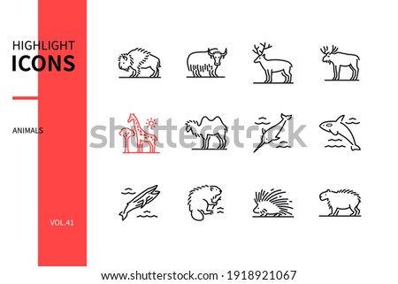 Animals collection - modern line design style icons set. Black and white images. Bison, yak, deer, moose, giraffe, camel, narwhal, killer and blue whale, beaver, porcupine, capybara. Wildlife idea