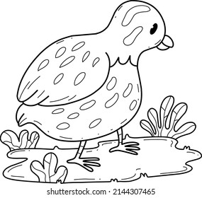 animals coloring book alphabet. Isolated on white background. Vector cartoon quail.