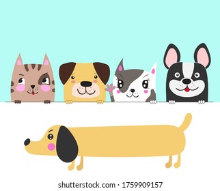 A lot of animals dog and cat.Puppy and kitten.Cute little animal friends.