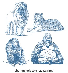 Animals drawings set isolated on white background: lion, lying tiger, ape, gorilla