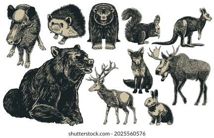 Animals of Europe hand drawn set vintage engraving. Kangaroo, hedgehog, fox, moose, deer, bear, rabbit, squirrel, boar isolated on white. Vector art illustration. Wildlife mammals concept