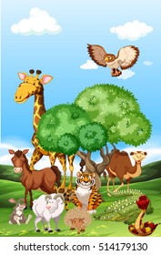 Animals in a field