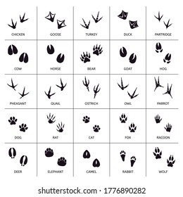 457 Owl footprint 图片、库存照片和矢量图 | Shutterstock