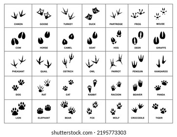 Animal Footprints Vector Art, Icons, and Graphics for Free Download