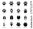wild animal footprint