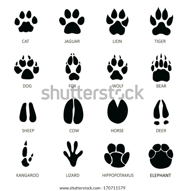 Animals\
footprints