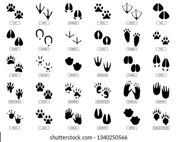 Animals footprints. Animal feet silhouette, frog footprint and pets foots silhouettes prints. Wild african animals paw walking track or footprint tracks. Vector illustration isolated sign set