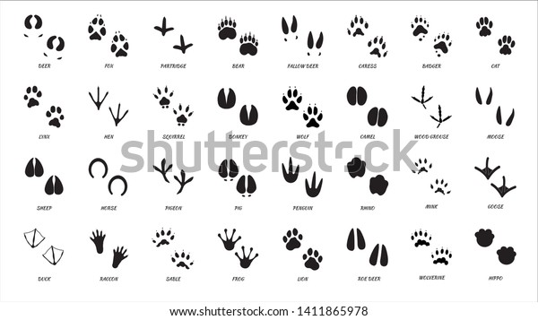 Animals footprints. Animal feet\
silhouette. Wild animals paw walking track or footprint tracks.\
\

