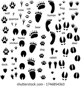 Animals' footprints isolated on white background.