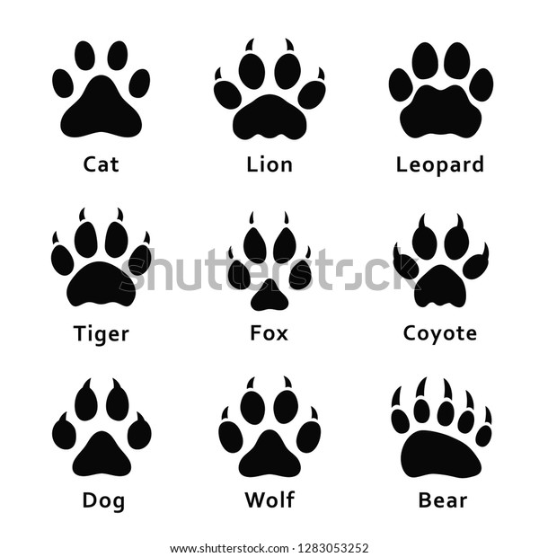 動物の足跡 足跡 様々な動物や捕食動物の足跡や痕跡のセット 猫 ライオン ヒョウ 虎 キツネ 狼 コヨーテ 犬 熊 ベクター画像 のベクター画像素材 ロイヤリティフリー