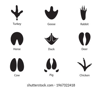 Animals footprints Set  Vector illustration