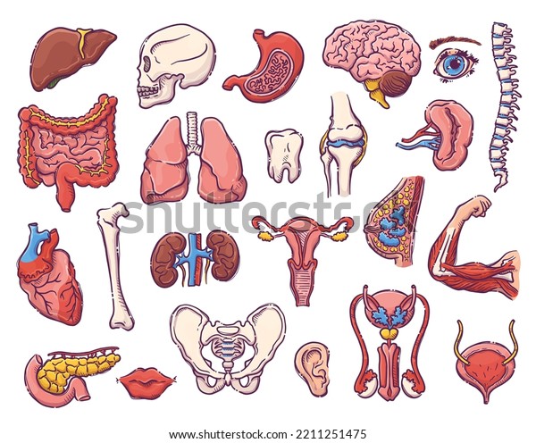 Animals and\
humans internal organs. Collection of body parts on a medical theme\
for posters, leaflets, books, stickers. Human organ anatomy set.\
Vector hand drawn style\
illustration.