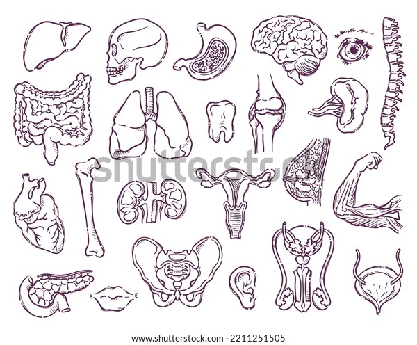 Animals and\
humans internal organs. Collection of body parts on a medical theme\
for posters, leaflets, books, stickers. Human organ anatomy set.\
Vector hand drawn style\
illustration.