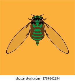 nombre científico de cicada insectos