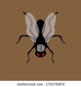 animals insects fly scientif name musca domestica vector ilustration