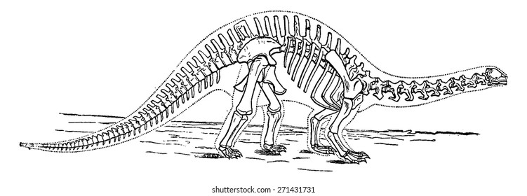 Animals from the Jurassic period, the Brontosaurus (1/25 life size), vintage engraved illustration. Earth before man.