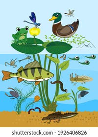 Animals living in pond. Ecosystem of pond. Diverse inhabitants of pond (fish, amphibian, leech, insects and bird) in their natural habitat