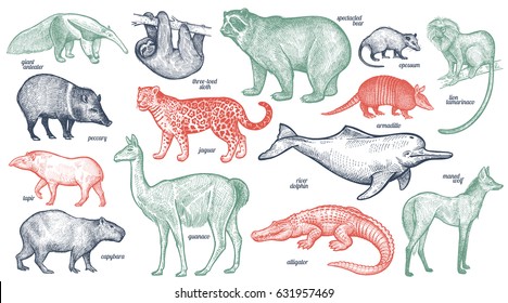 Animals with names set. Bear, battleship, tamarin, wolf, dolphin, lama, jaguar, anteater, peccary, sloth, tapir, capybara, caiman. Vector illustration. Red, green, black isolated on white background.