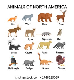 Animals of North America: fox, wolf, bear, deer, elk, skunk, lynx, opossum, owl, coyote, cougar, raccoon, bald eagle, badger,  nasua, turkey on a white background.Flat cartoon illustration for kids.