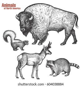 Animals Of North America Hand Drawing Set. Bison, Skunk, Pronghorn Antelope, Raccoon. Vintage Engraving Style. Vector Illustration Art. Black And White. Isolated Object Of Nature Naturalistic Sketch.