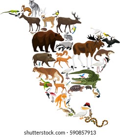 animals North America - vector illustration