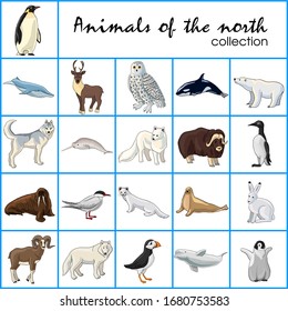 animals of the north collection vector image