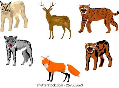 Animals of northern forest