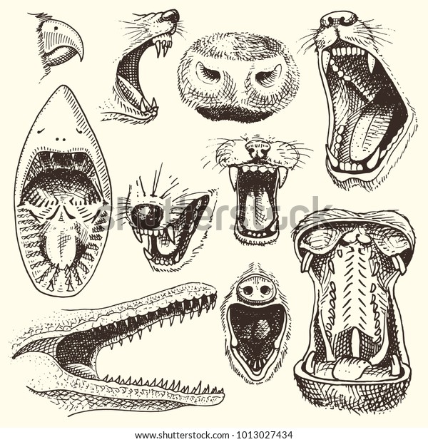白い背景に動物の怒りのライオンやワニの口元のベクター画像頭を持つ動物と 白い背景に歯を持つアニマリズムの獣のセットと攻撃的なサメのイラスト のベクター画像素材 ロイヤリティフリー