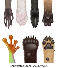 Animals Paw. Realistic Wild Animals Body Parts Dog Frog Cat Bears Racoon Decent Vector Paws Collection Set