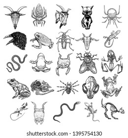 Animals set. Reptile frog, toad, lizard skeleton and snake, spider, fly, cockroach insect, crow, raven bird, goat or sheep skull, iguana. Magic animal elements set. Witchcraft spell symbols. Vector.