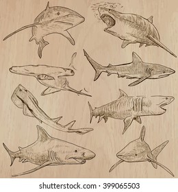 Animals - SHARKS, Chordata. Description - Hand drawn vectors, freehand sketching. Editable in layers and groups. Colored background is isolated.