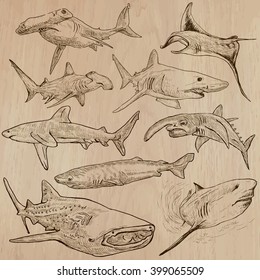 Animals - SHARKS, Chordata. Description - Hand drawn vectors, freehand sketching. Editable in layers and groups. Colored background is isolated.