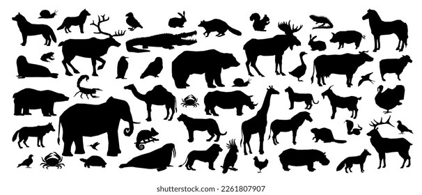 Animals Silhouette Black White Shadow