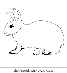 animals sketch rabbit drawing simple design
