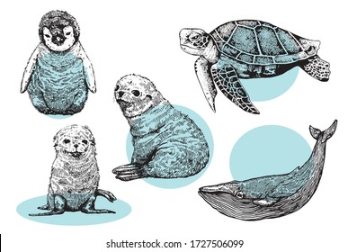 Animals. Sketch vector graphic black and white . Vector collection of animal print,sea calf, penguin, turtle and whale isolated on white.