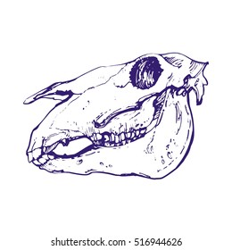 animals skull hand drawn vector illustration