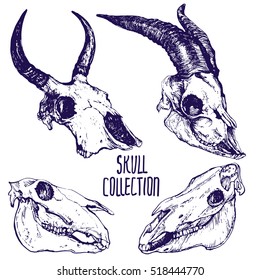 Animals skulls hand drawn vector set stock illustration
