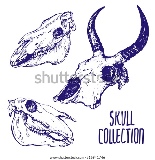 Animals Skulls Horns Hand Drawn Stock Stock Vector (Royalty Free ...