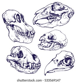 Animals skulls sketch set isolated hand drawn illustration