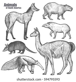 Animales de dibujo a mano de Sudamérica. Maned Wolf, Tapir, Capybara, Armadillo, Anteater, Guanaco. Grabado de época. Dibujo vectorial art. Objeto de boceto natural.