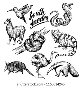 Animals of South America. Hand drawn sketch illustration converted to vector. Isolated