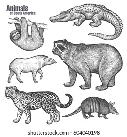 Animals of South America set. Spectacled Bear, Jaguar, Sloth, Caiman, Armadillo, Tapir. Hand drawing. Vintage engraving style. Vector illustration art. Black and white isolated object of nature sketch