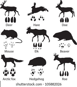 Animals and its tracks. Vector illustration