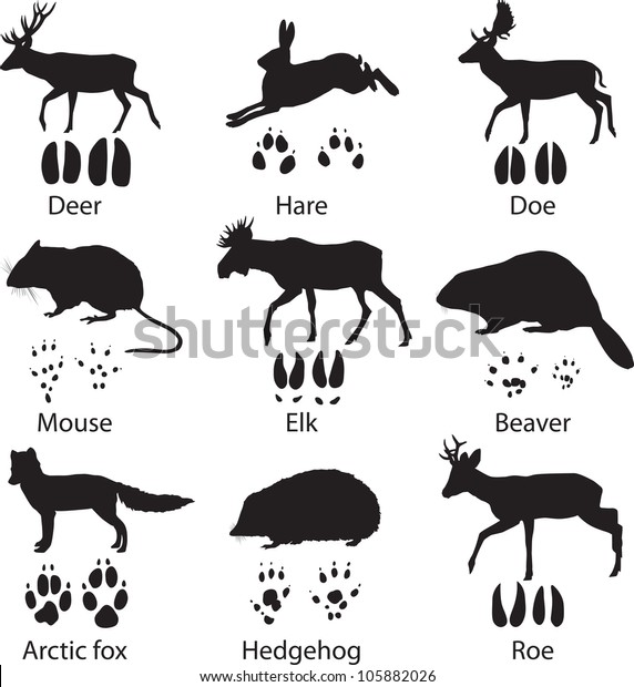 Animals and its
tracks. Vector
illustration